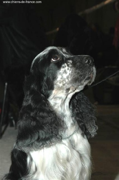 TR. CH. Flamenco andaluz Du bois des amourettes